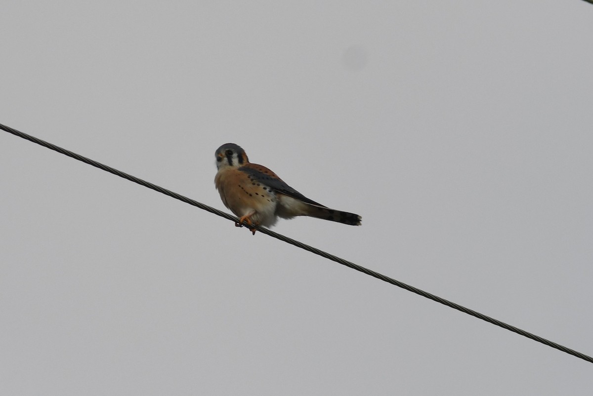 American Kestrel - ML646658748