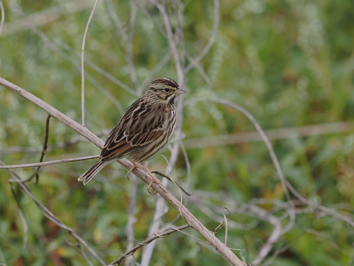 musespurv - ML646658749