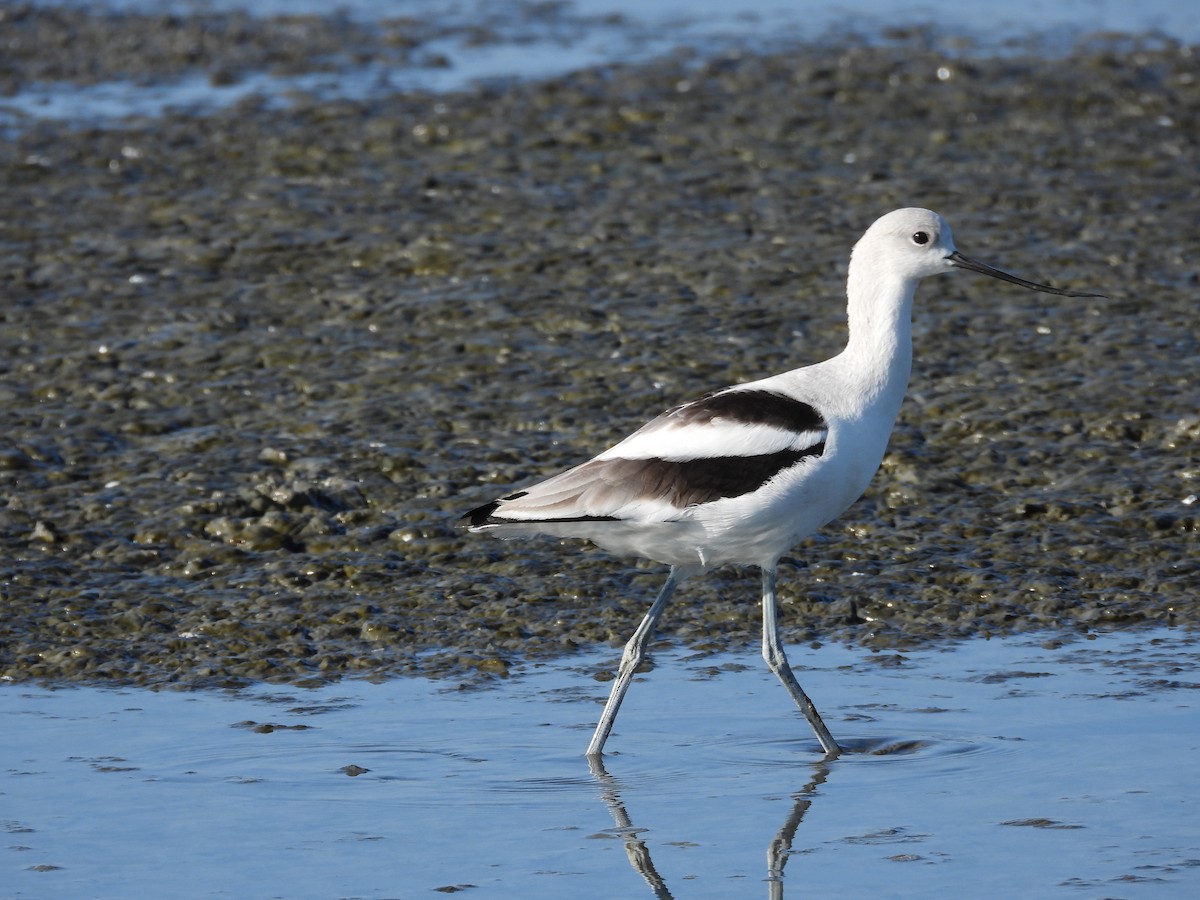 American Avocet - ML646658750