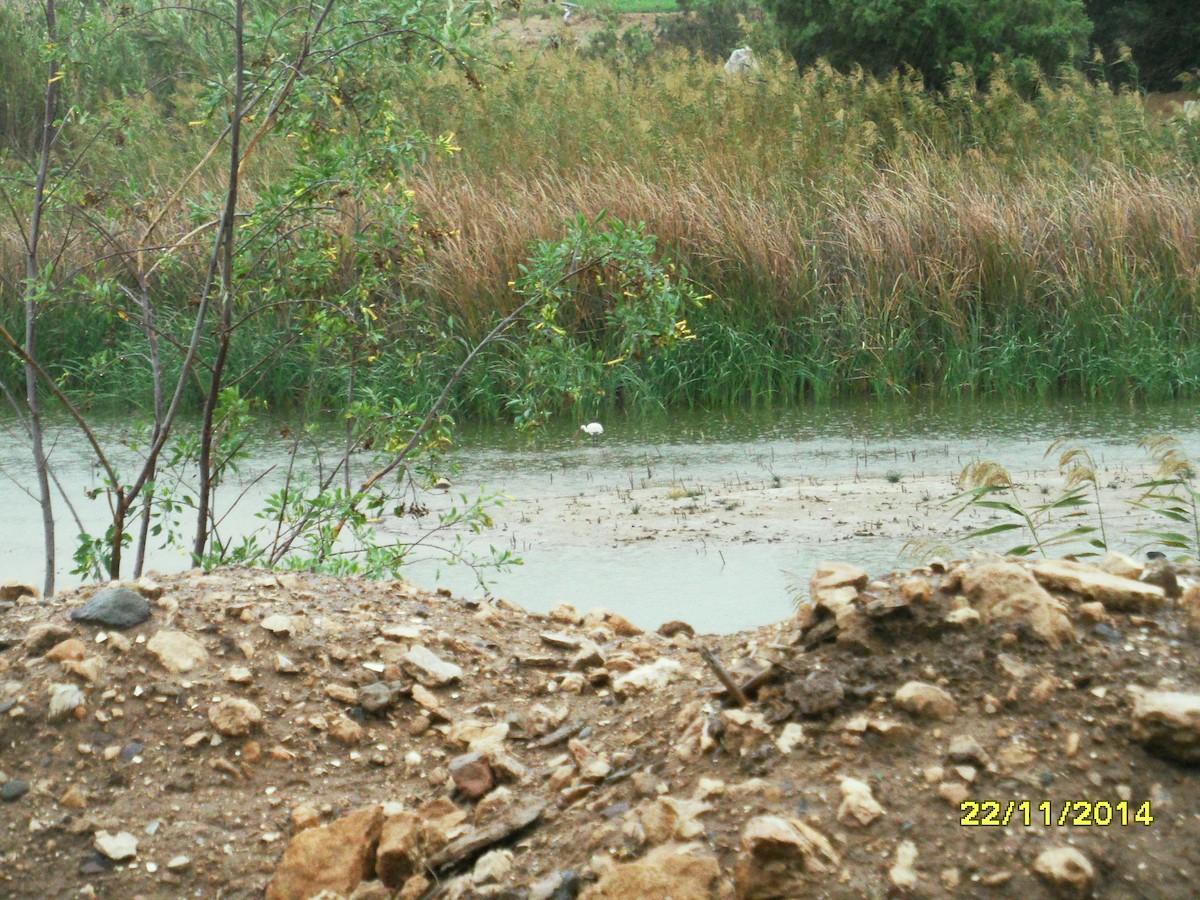 Garceta Común - ML646658751