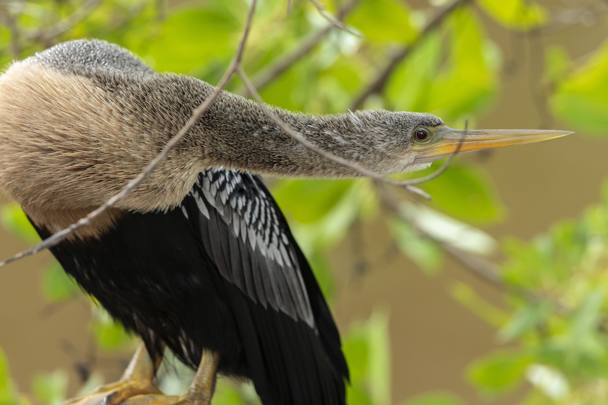 Anhinga Americana - ML646658752