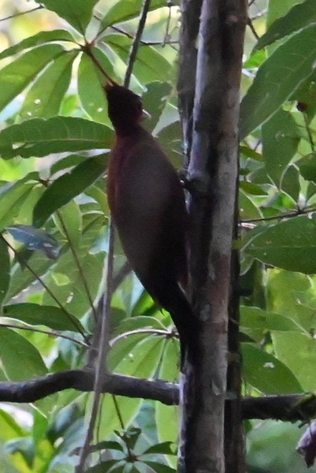 Carpintero Elegante - ML646658756