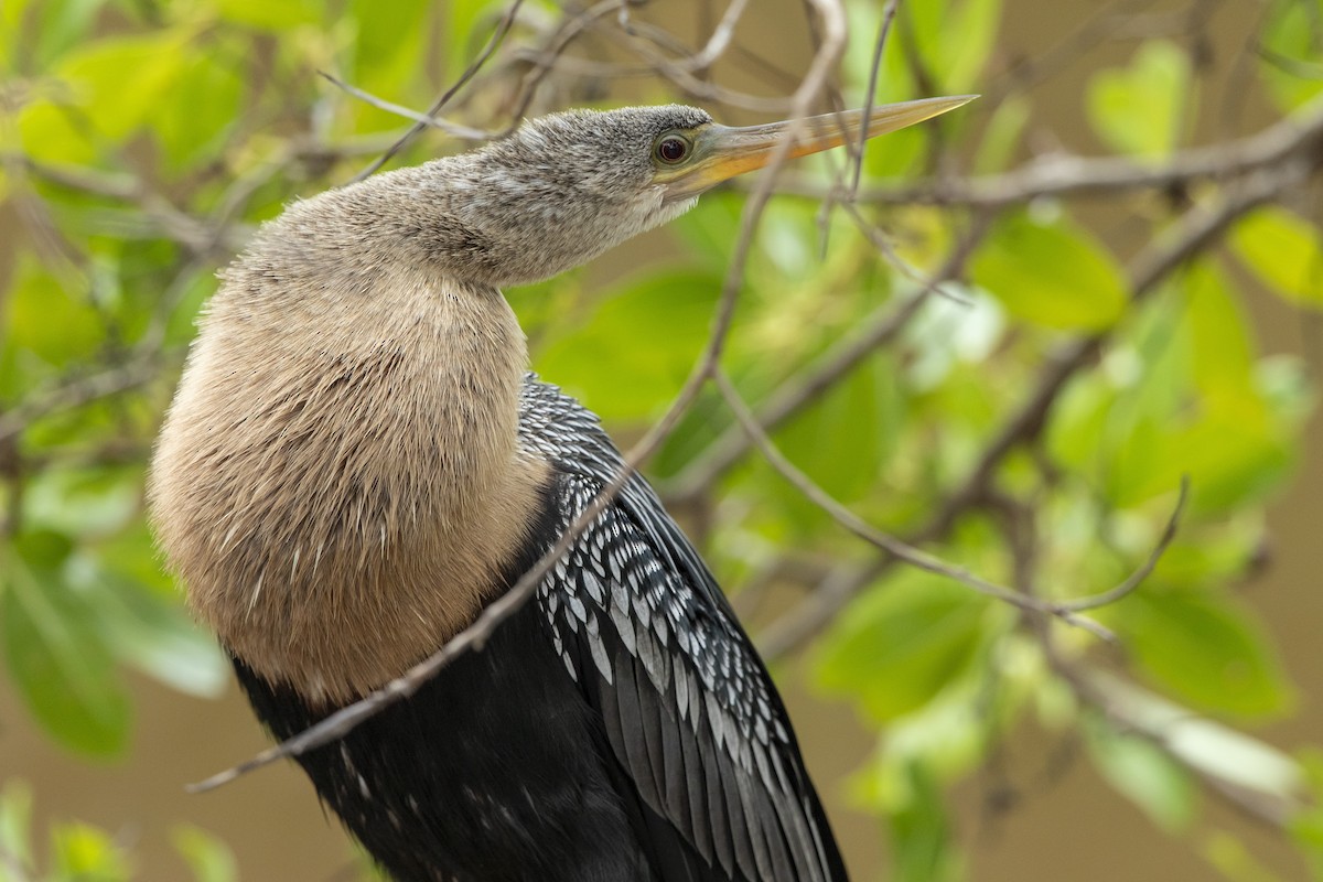 Anhinga Americana - ML646658758