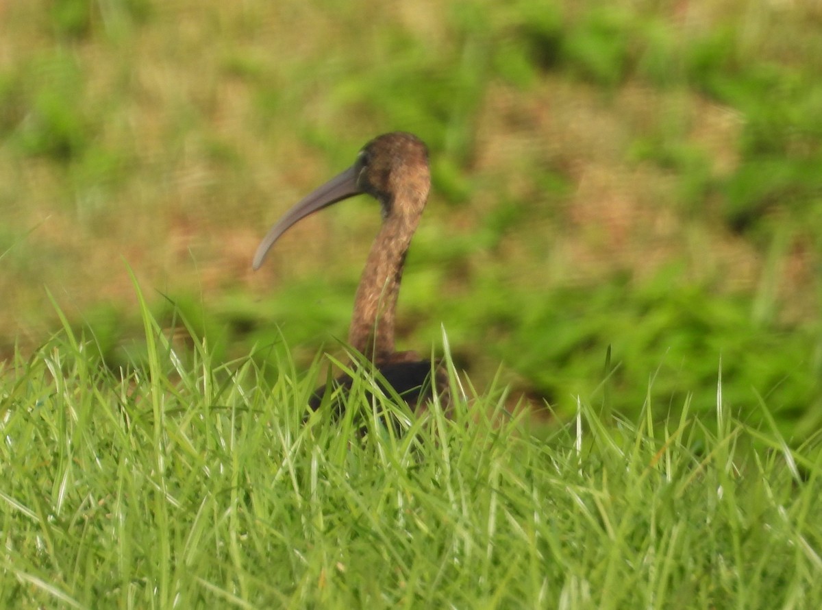 Ibis falcinelle - ML646658762