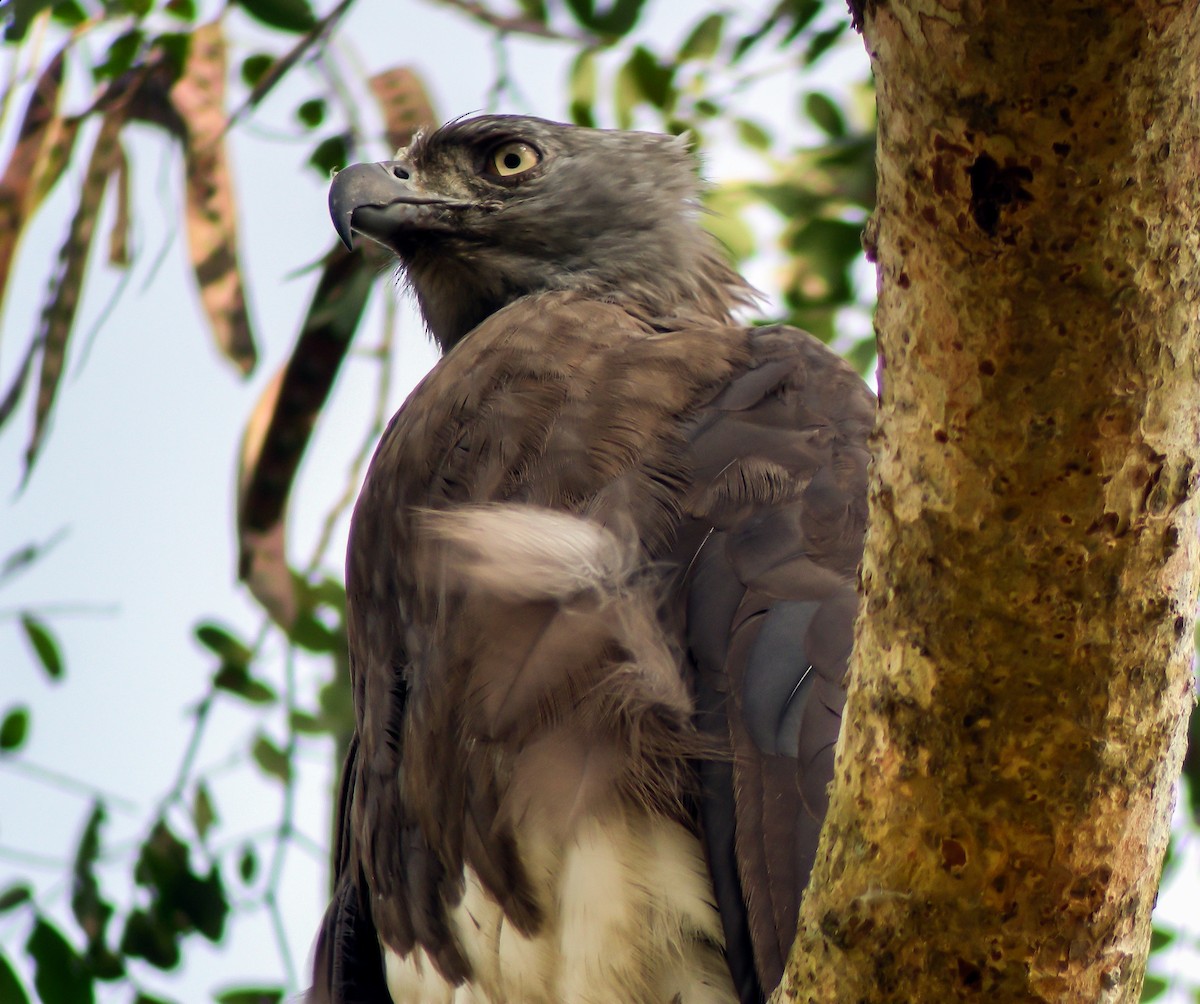 Pigarguillo Común - ML646658763