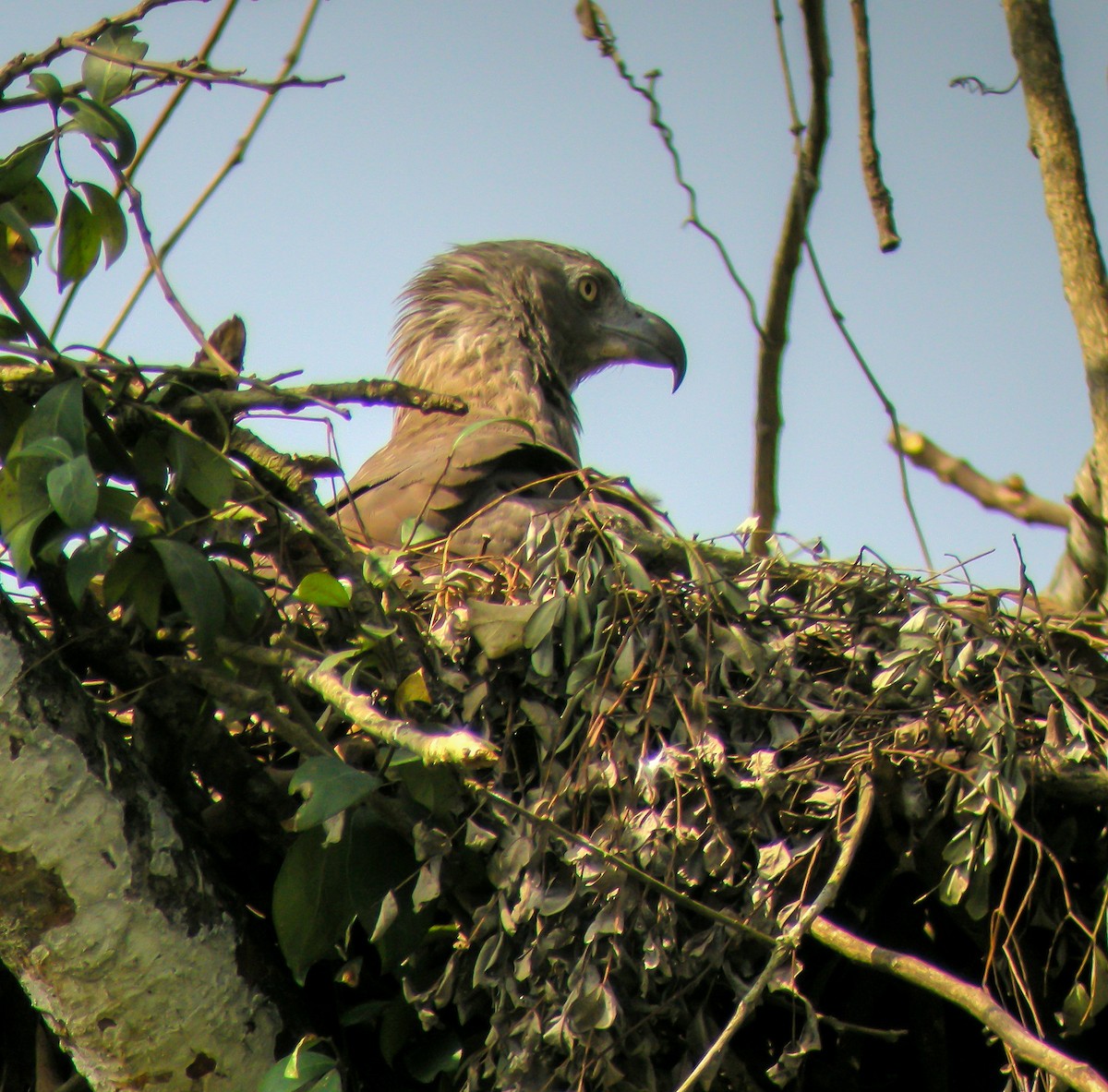 Pigarguillo Común - ML646658764
