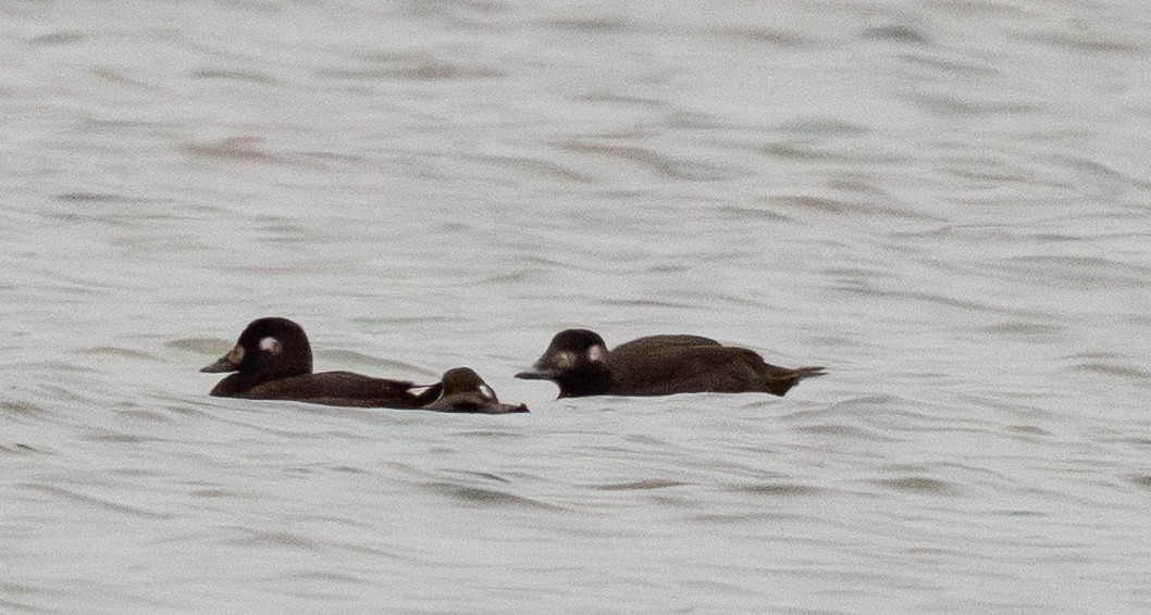 Höckersamtente - ML646658765