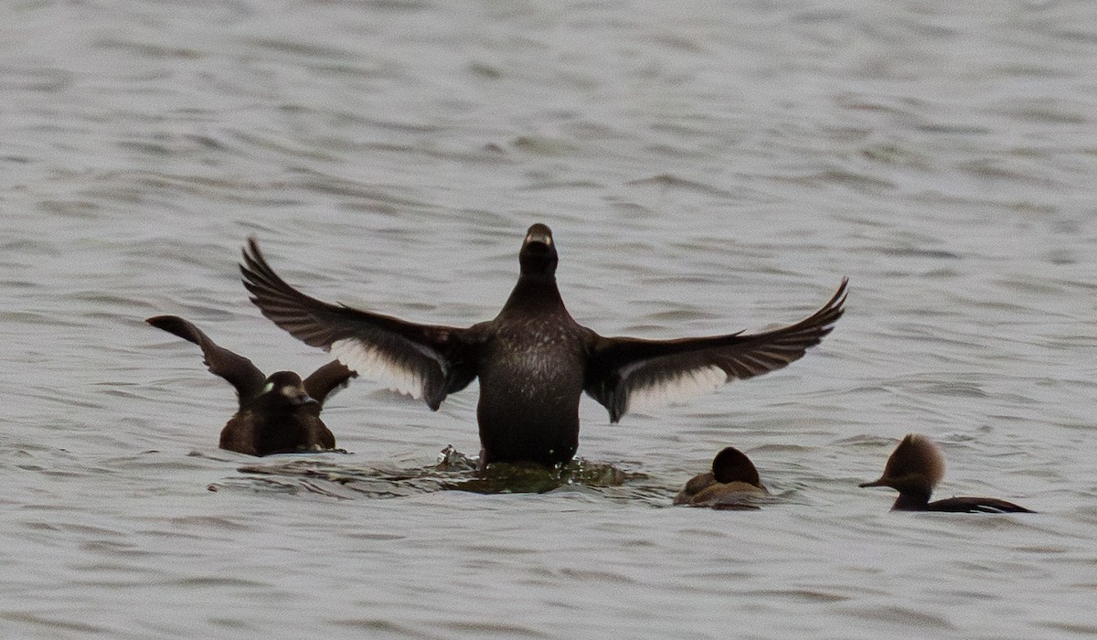 Höckersamtente - ML646658766