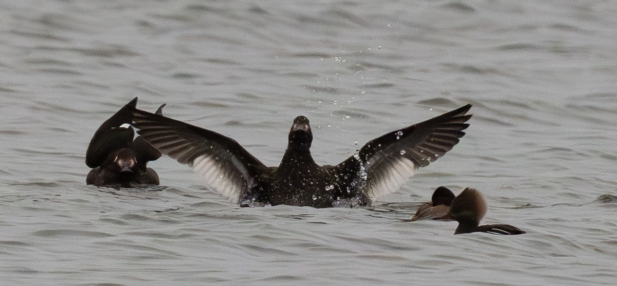 Höckersamtente - ML646658767