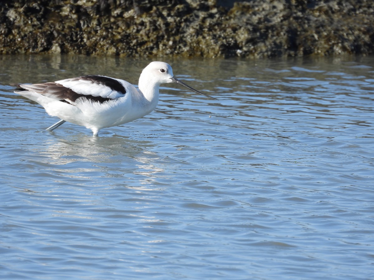 American Avocet - ML646658768