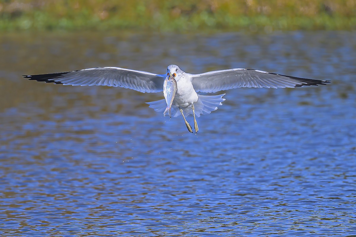 Gaviota de Delaware - ML646658769