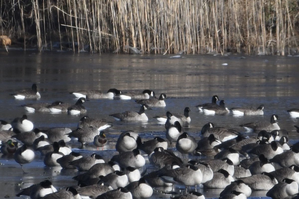 Cackling Goose (Richardson's) - ML646658770