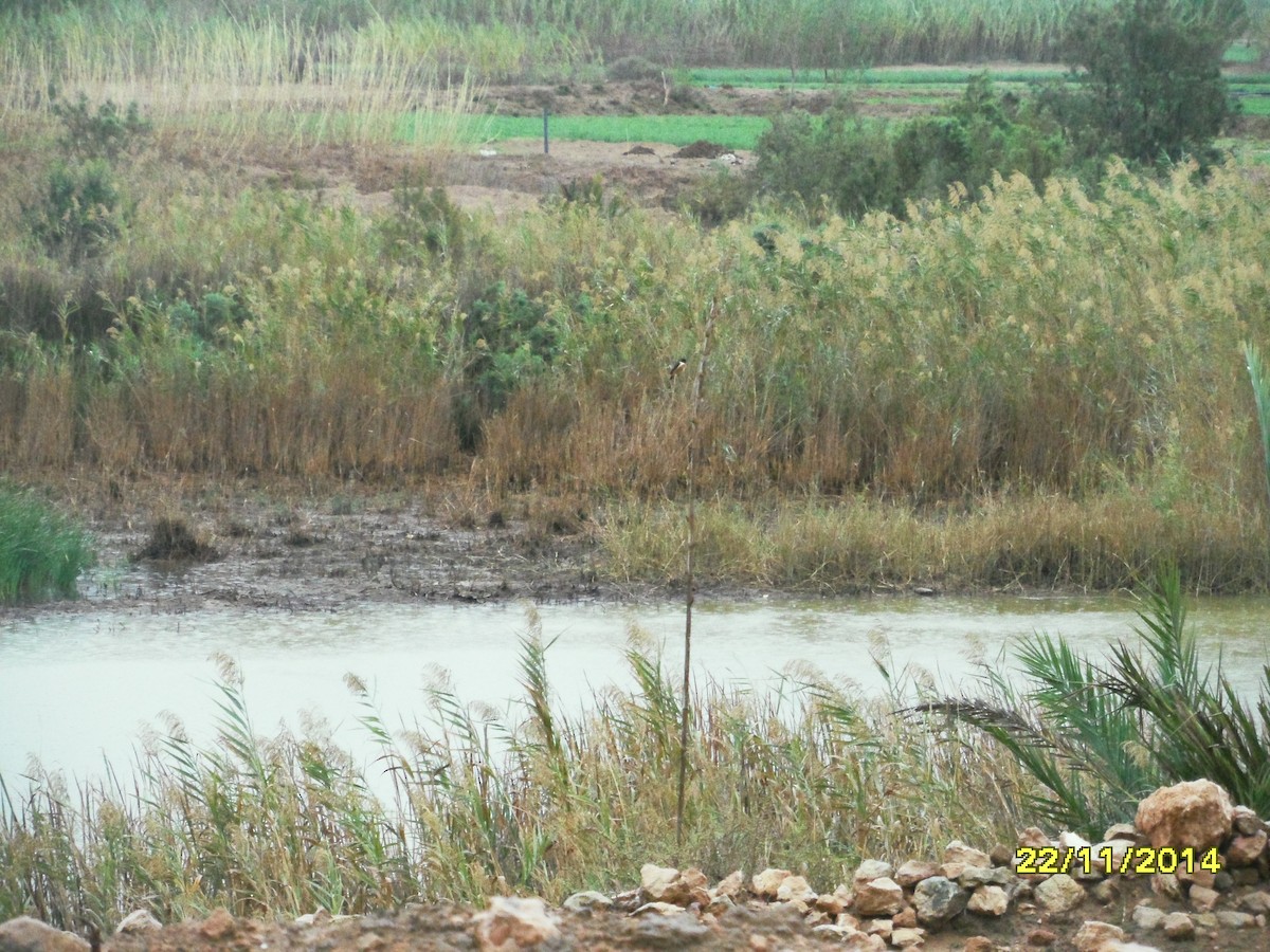 Tarabilla Europea - ML646658771