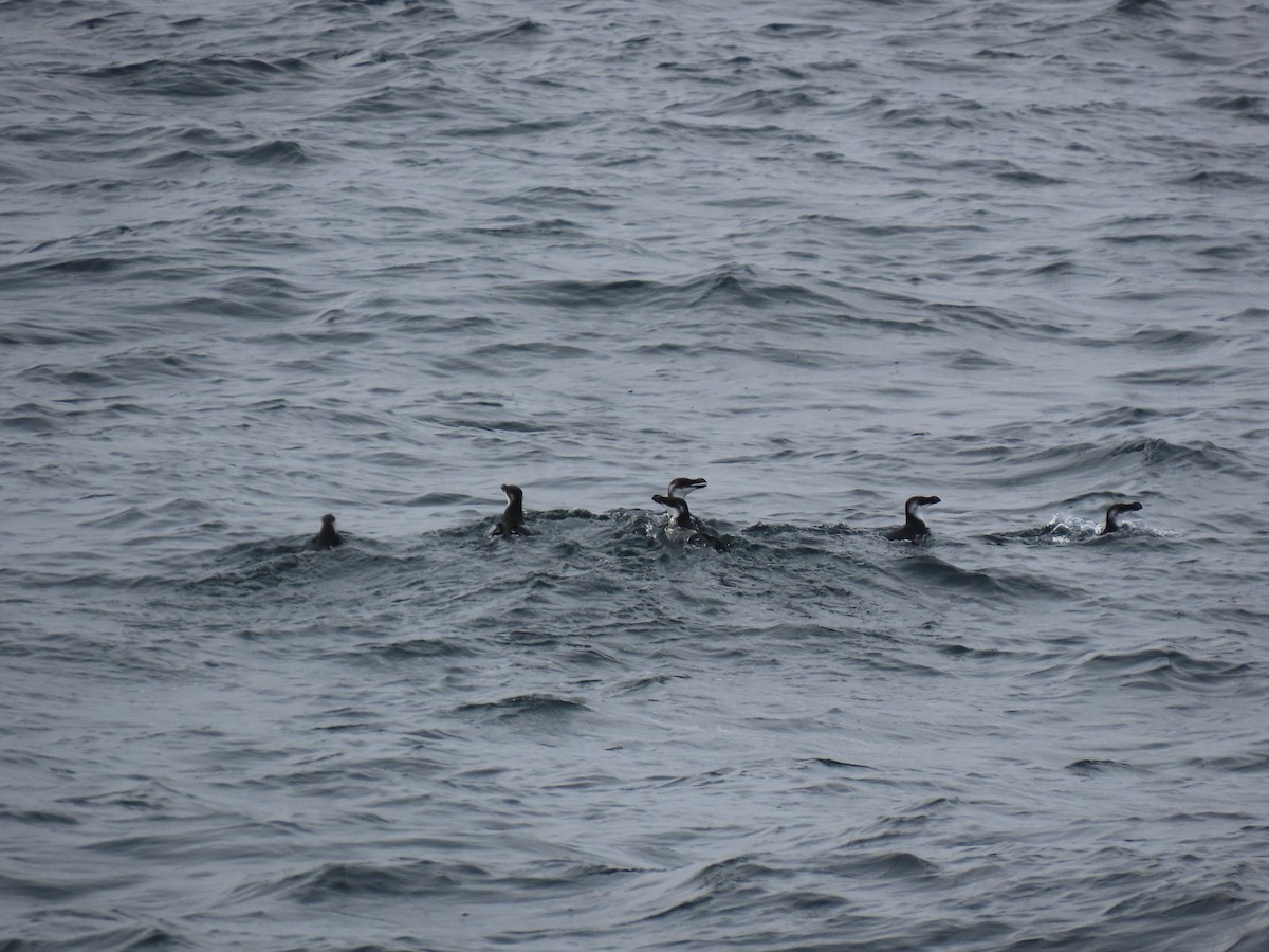 Razorbill - ML646658773