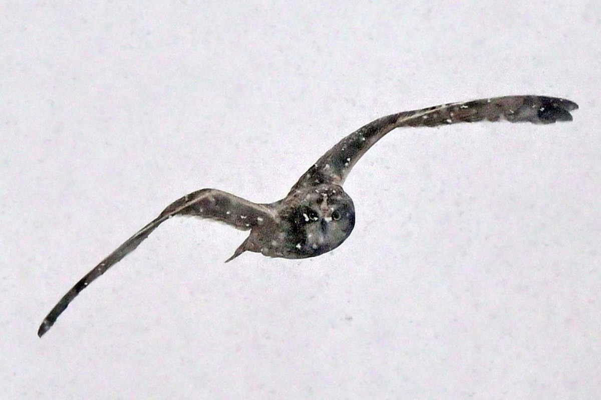 Búho Campestre - ML646658776