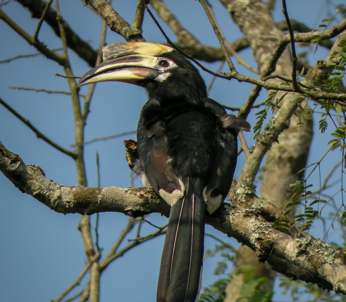 Cálao Cariblanco - ML646658777