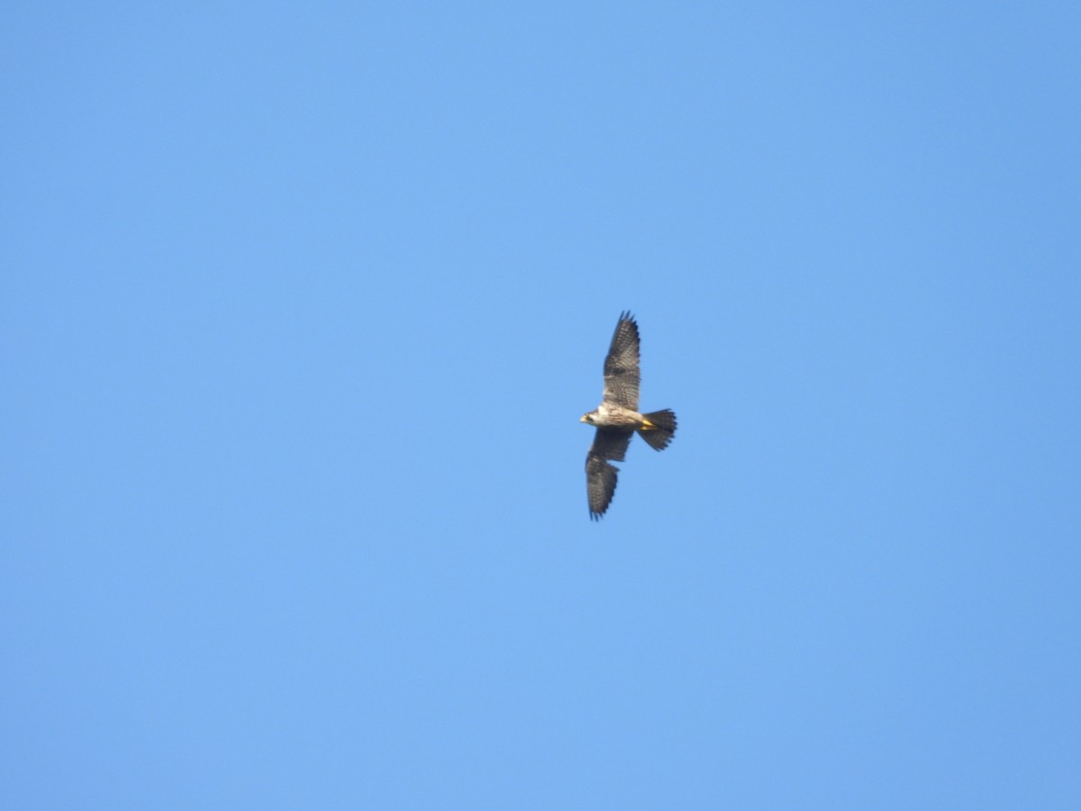 Peregrine Falcon - ML646658782