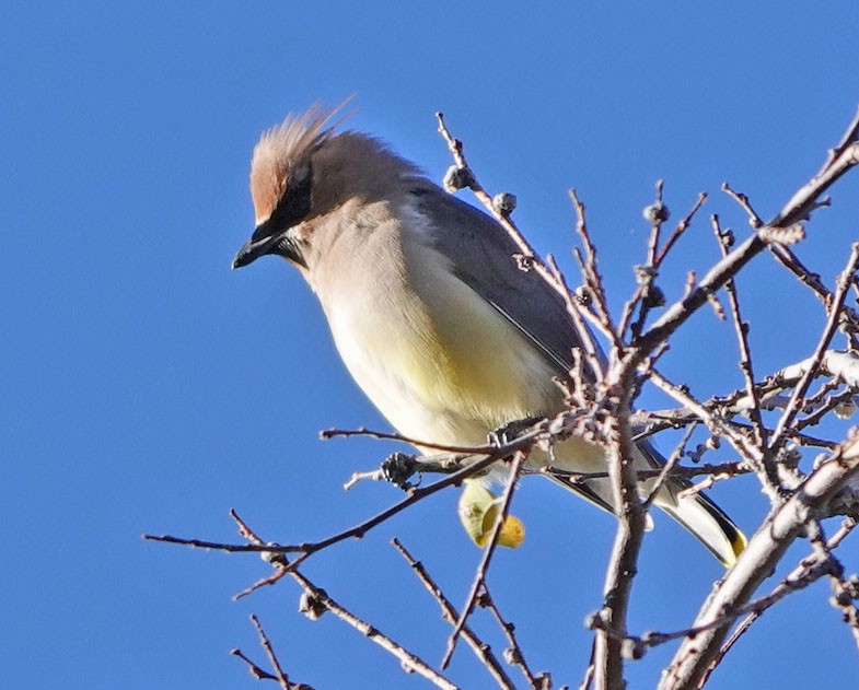 Cedar Waxwing - ML646658783