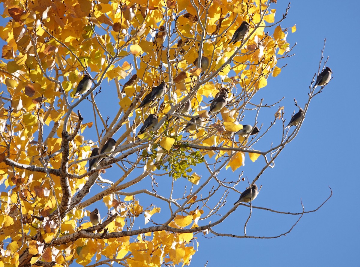 Cedar Waxwing - ML646658784
