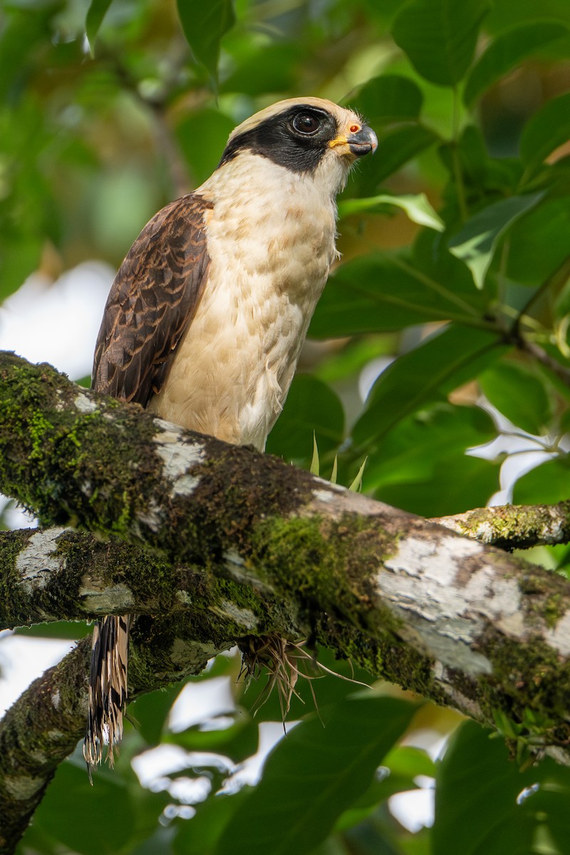 Lachfalke - ML646658785