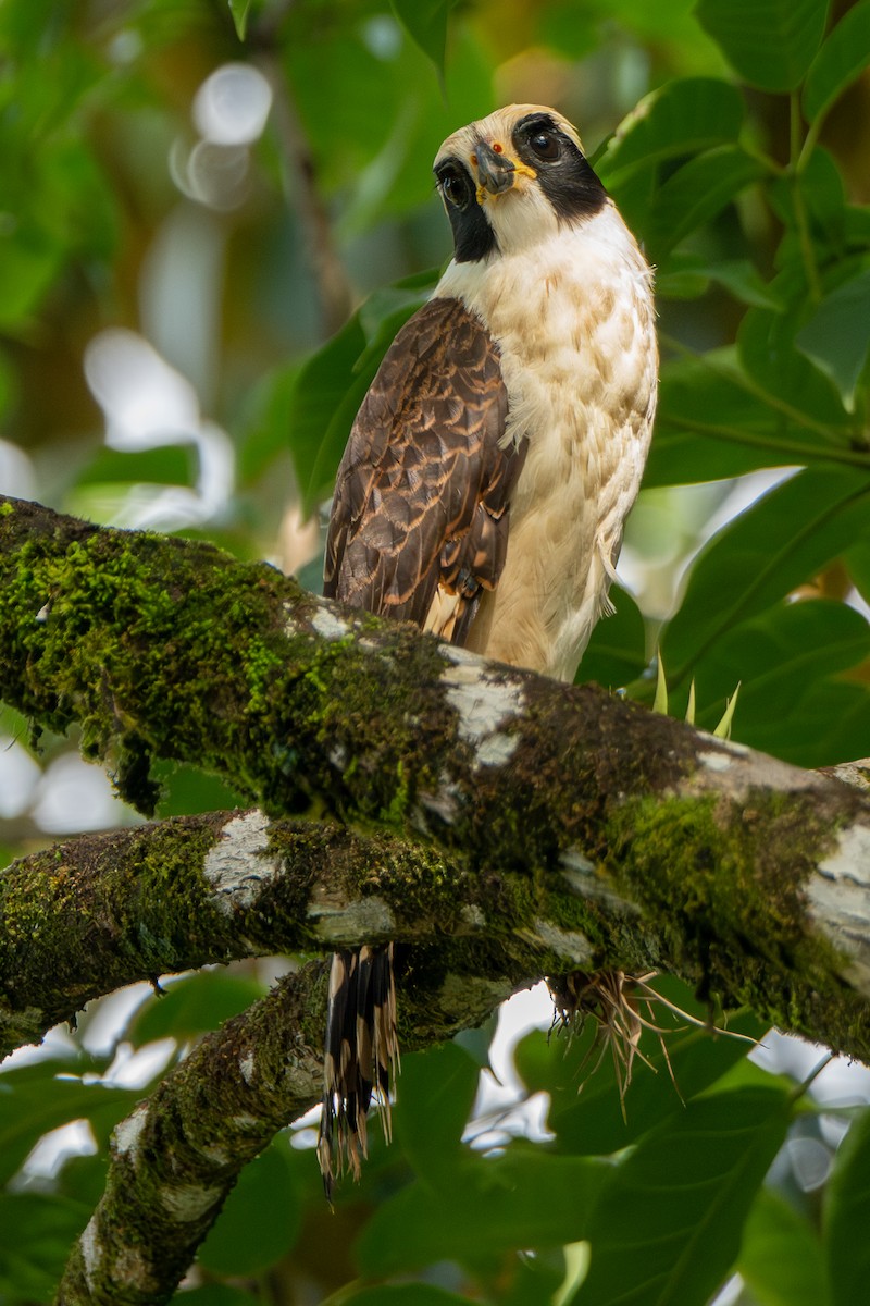 Lachfalke - ML646658786