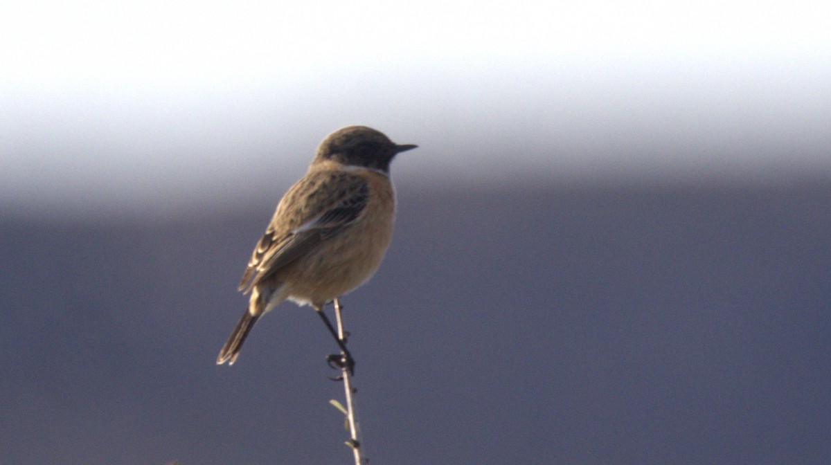 European Stonechat - ML646658793