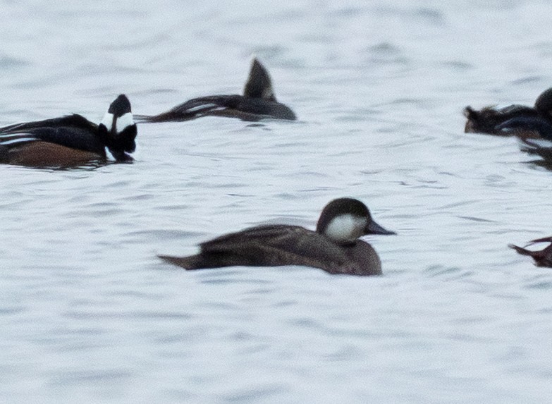 Pazifiktrauerente - ML646658796