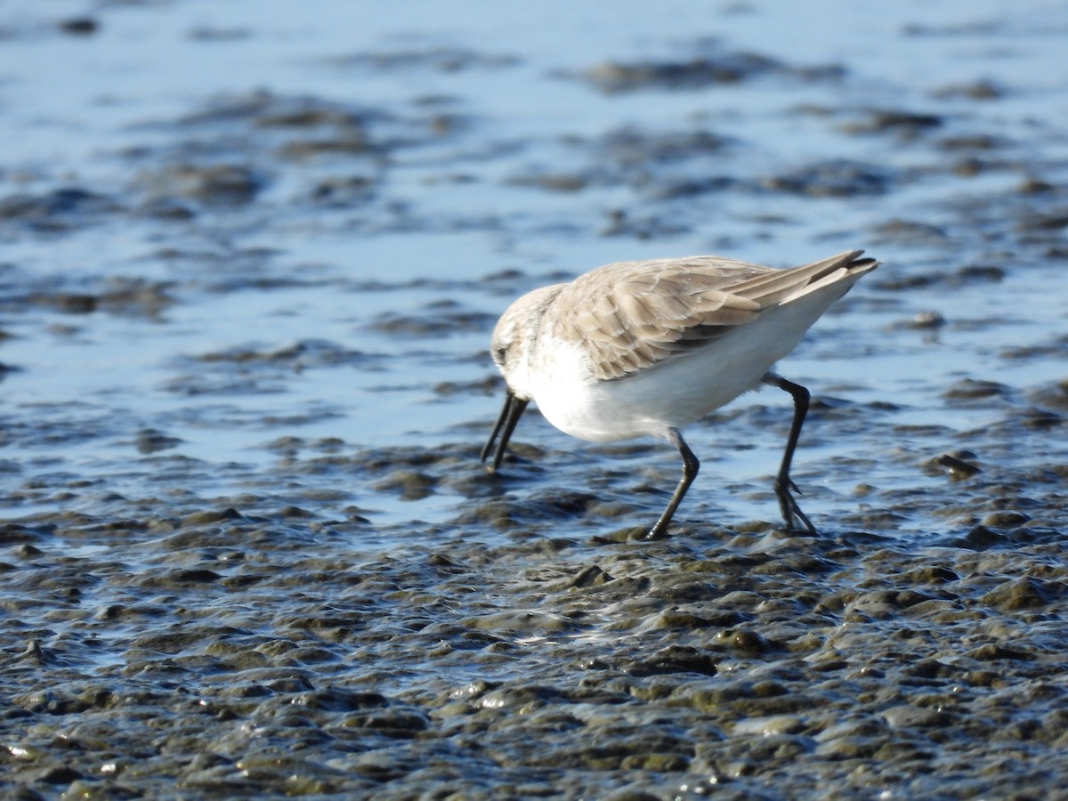 Western Sandpiper - ML646658797