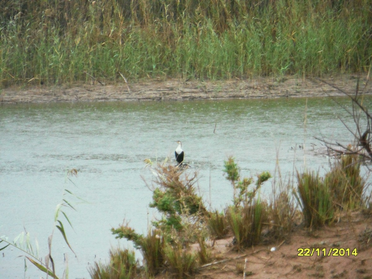 Cormorán Grande (marroquí) - ML646658798