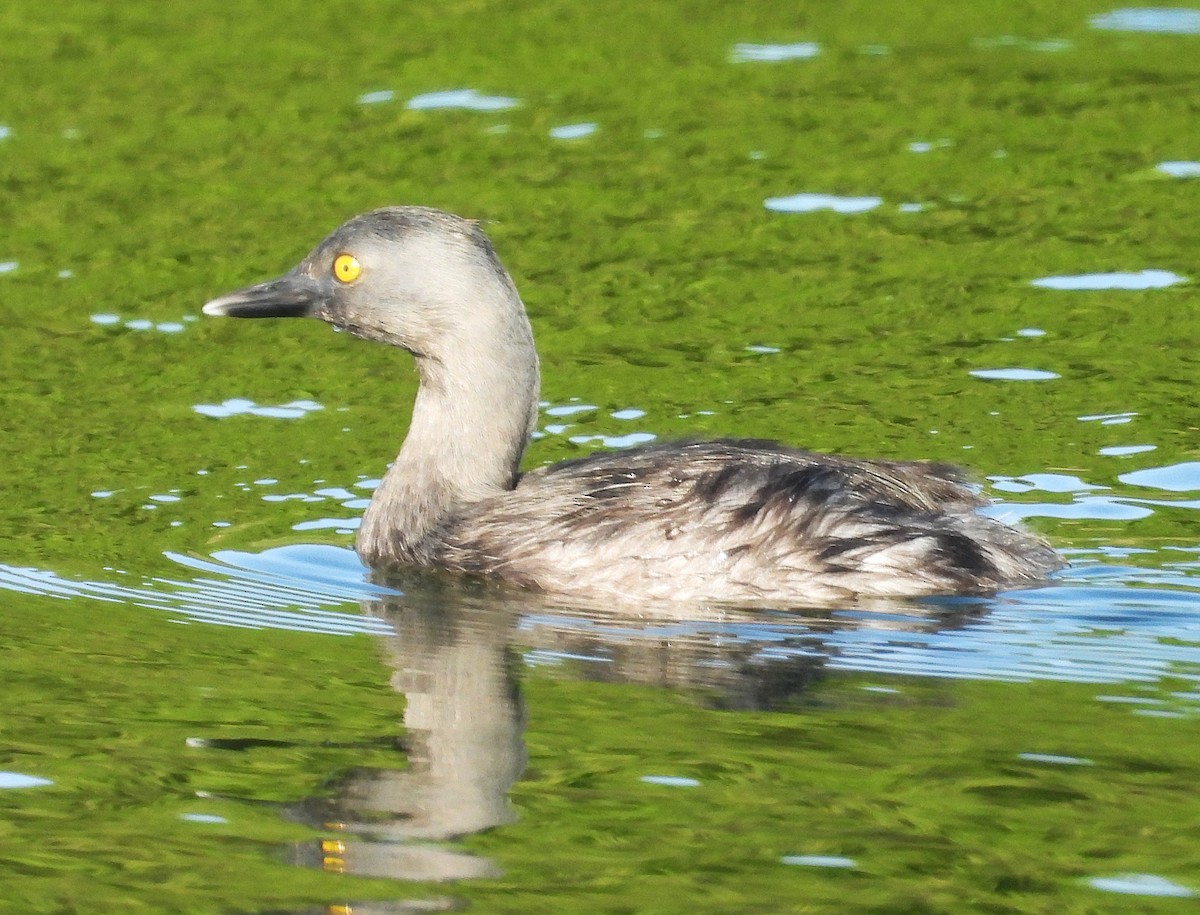 Least Grebe - ML646658800