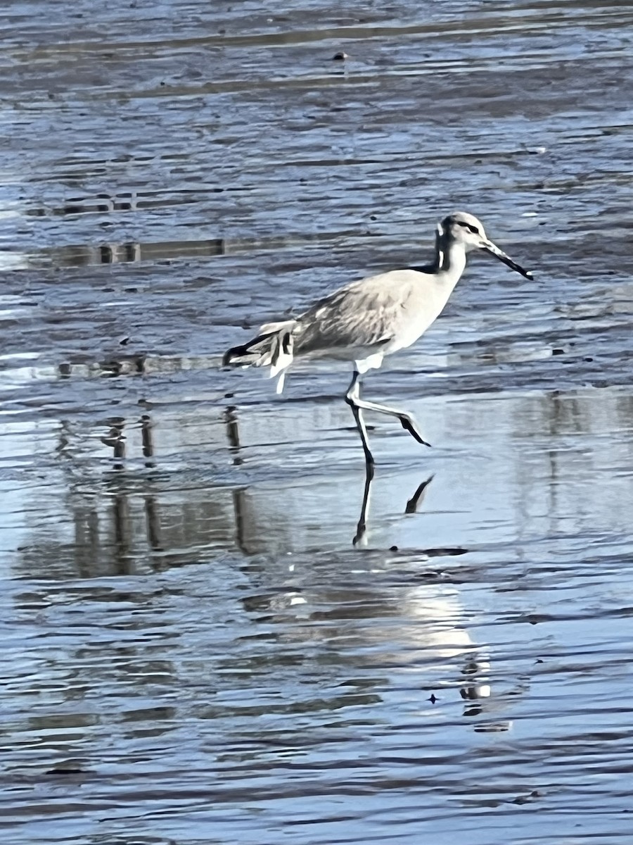 Kuliska erdipalmatua - ML646658802