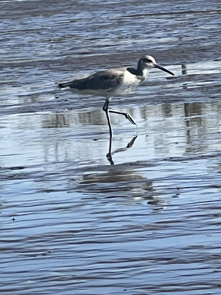 Kuliska erdipalmatua - ML646658804