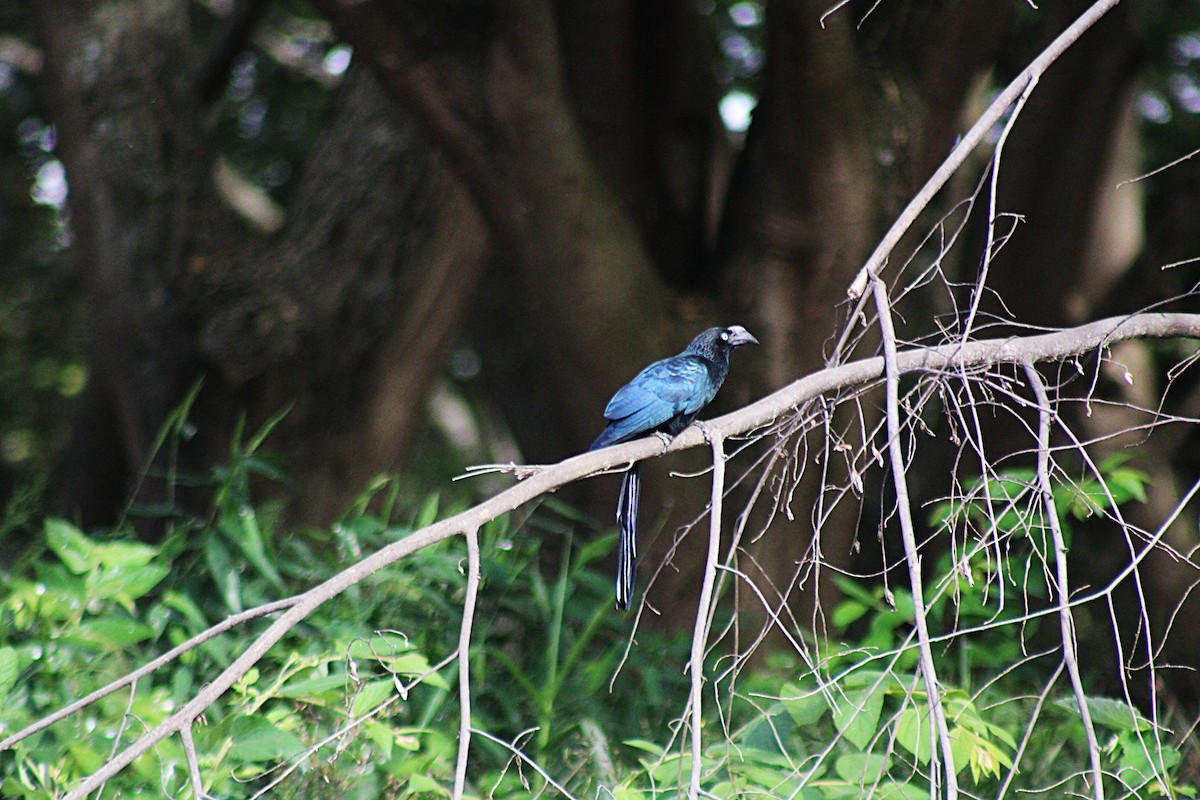 Greater Ani - ML646658806