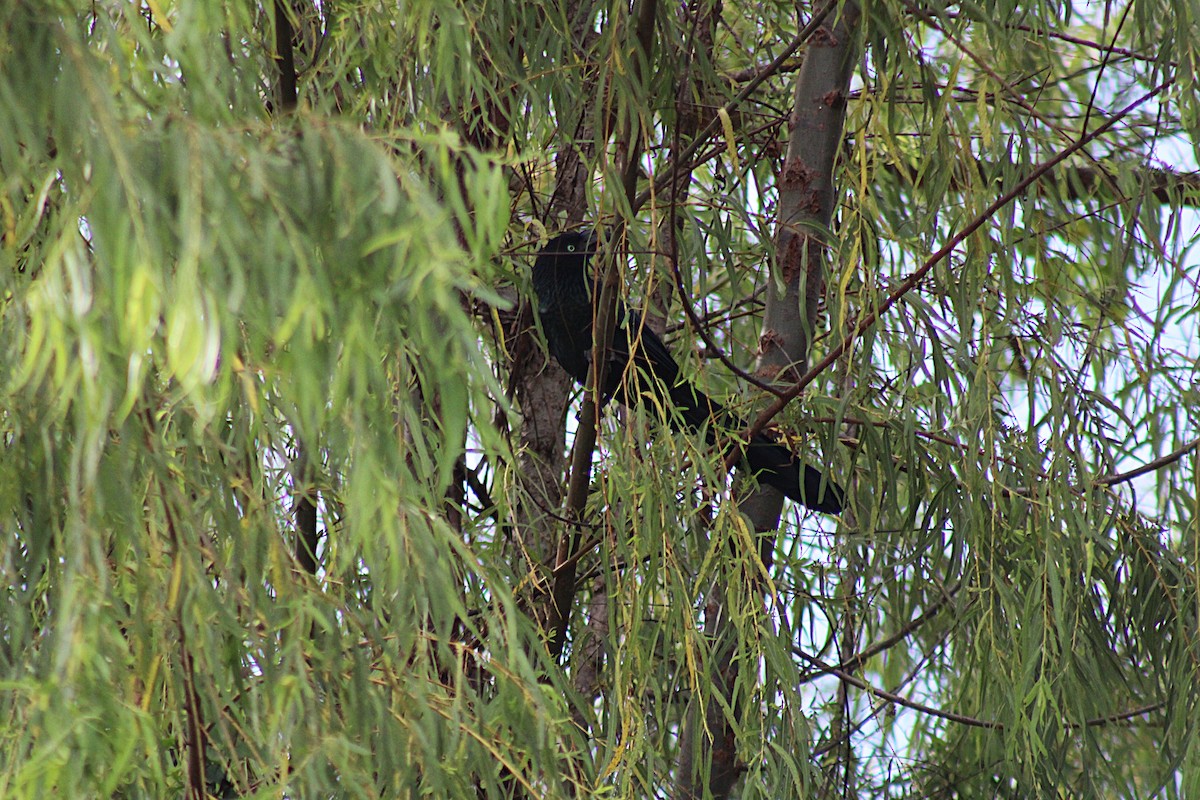 Greater Ani - ML646658807