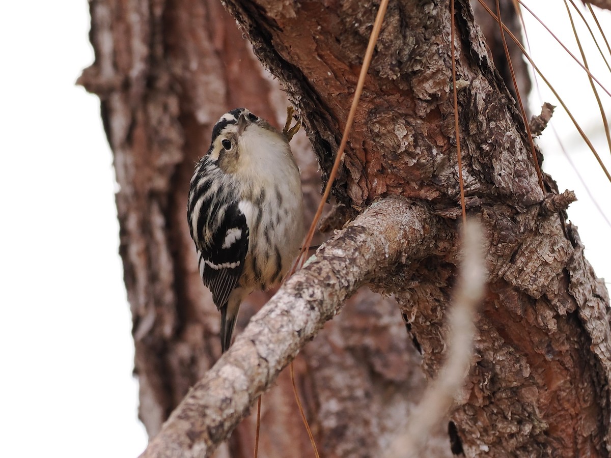 klatreparula - ML646658808