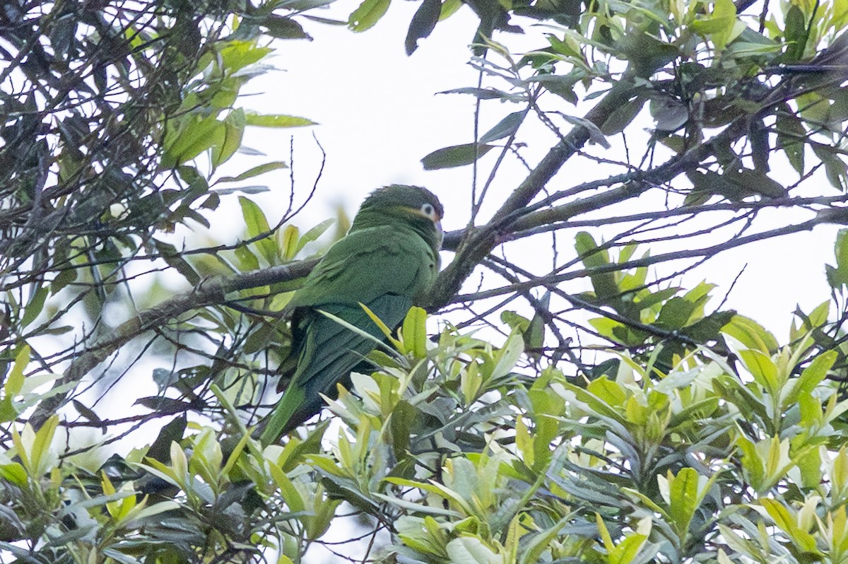 Golden-plumed Parakeet - ML646658809