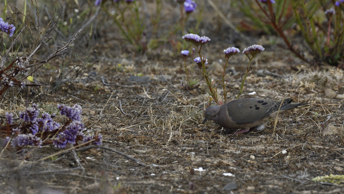 Eared Dove - ML646658810