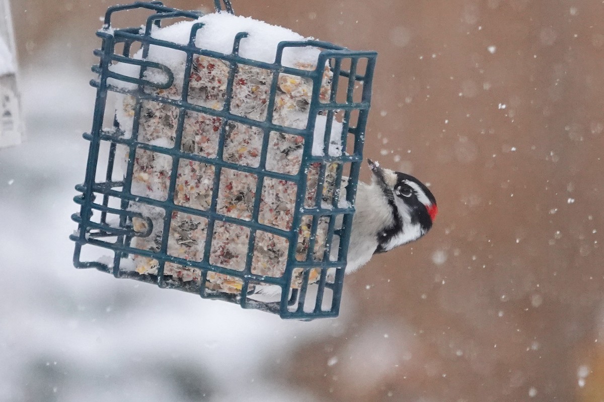 Downy Woodpecker - ML646658811