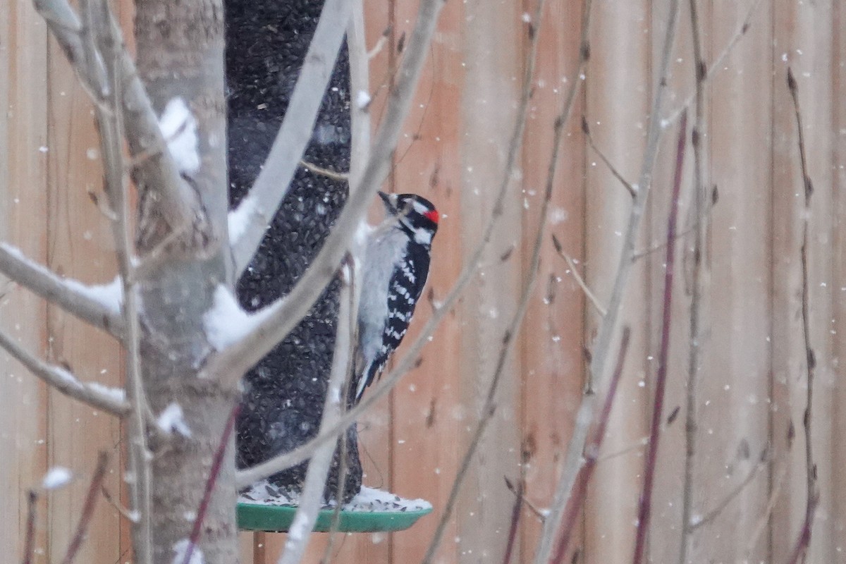 Downy Woodpecker - ML646658812