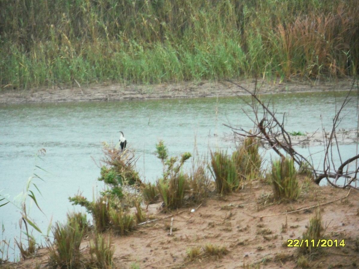 Cormorán Grande (marroquí) - ML646658813