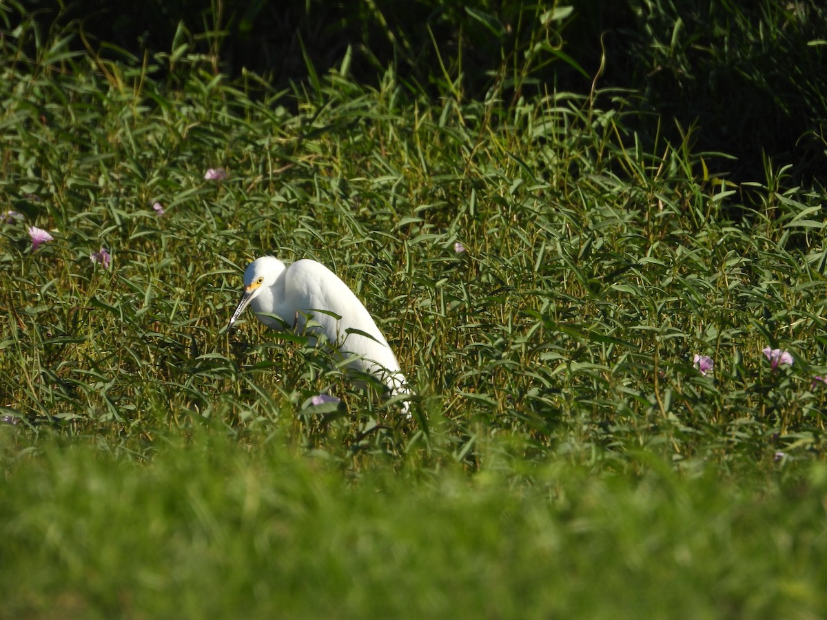 Snowy Egret - ML646658822