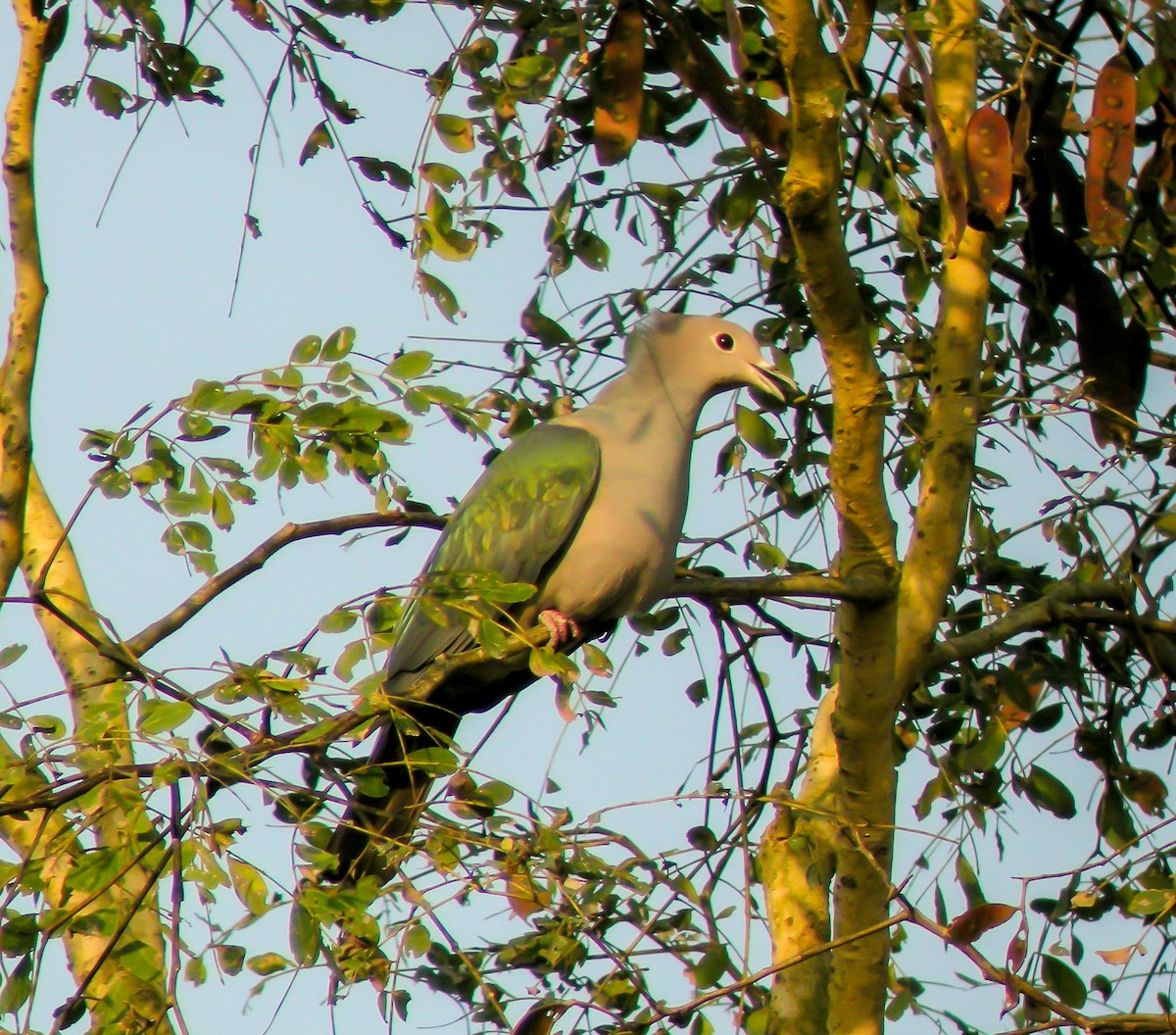 Green Imperial-Pigeon - ML646658826