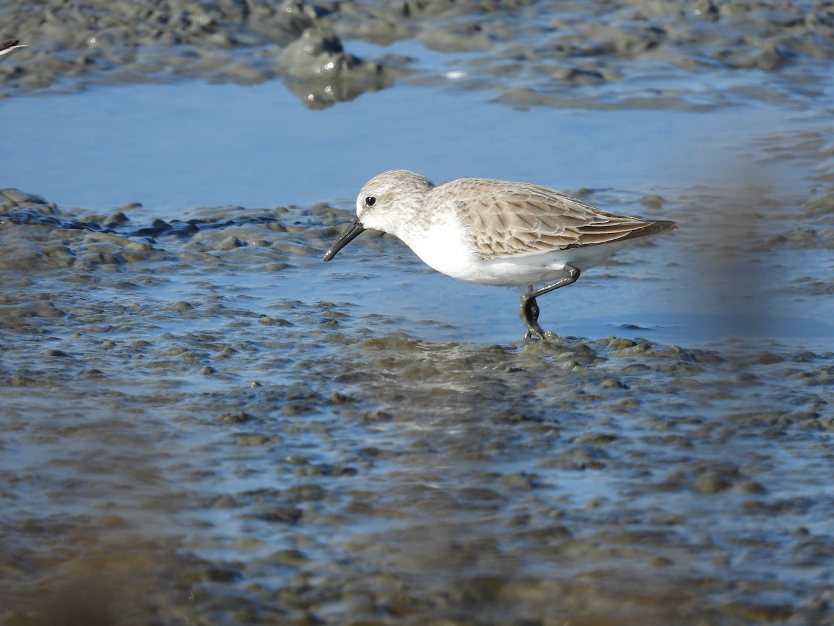 Western Sandpiper - ML646658827