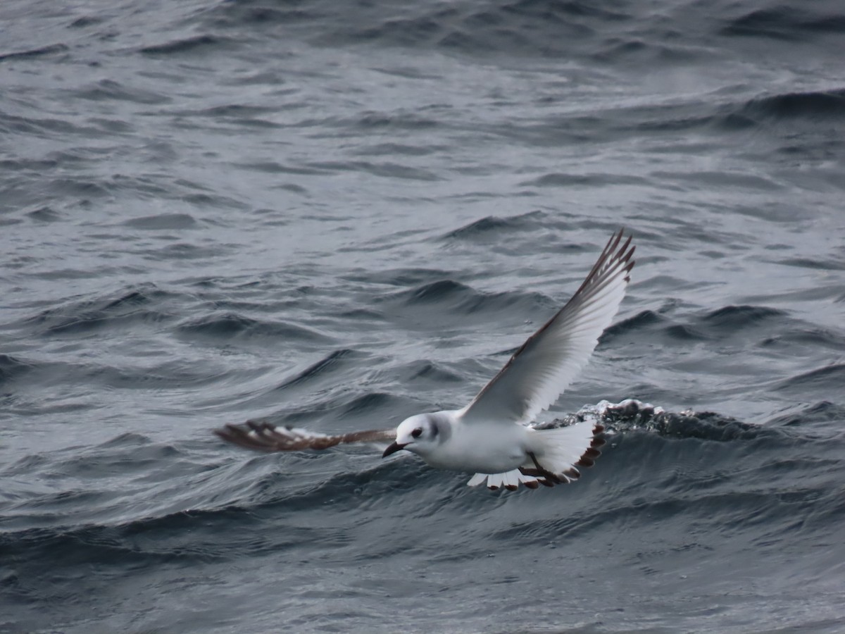 三趾鷗 - ML646658828