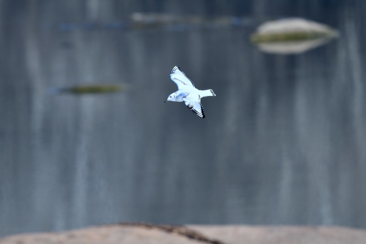 Bonaparte's Gull - ML646658830