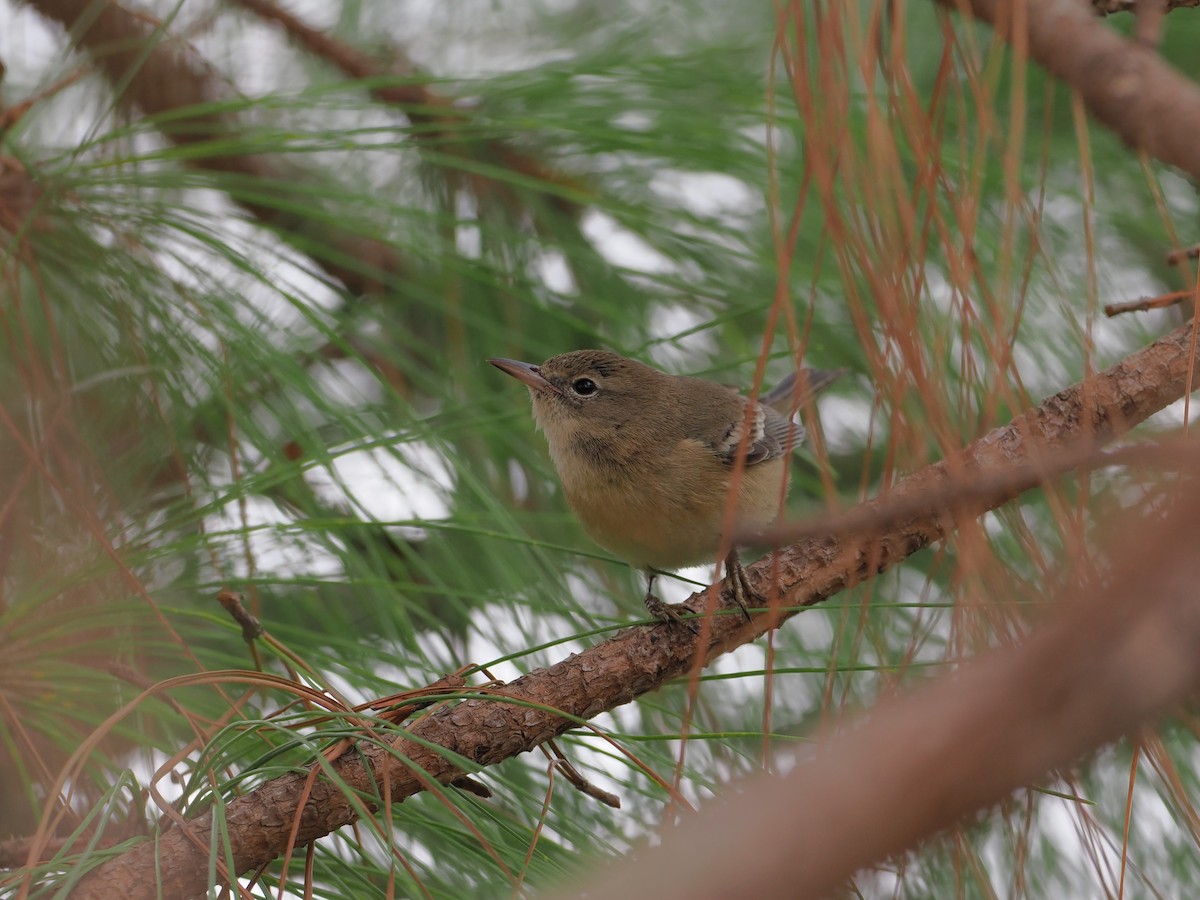 furuparula - ML646658831