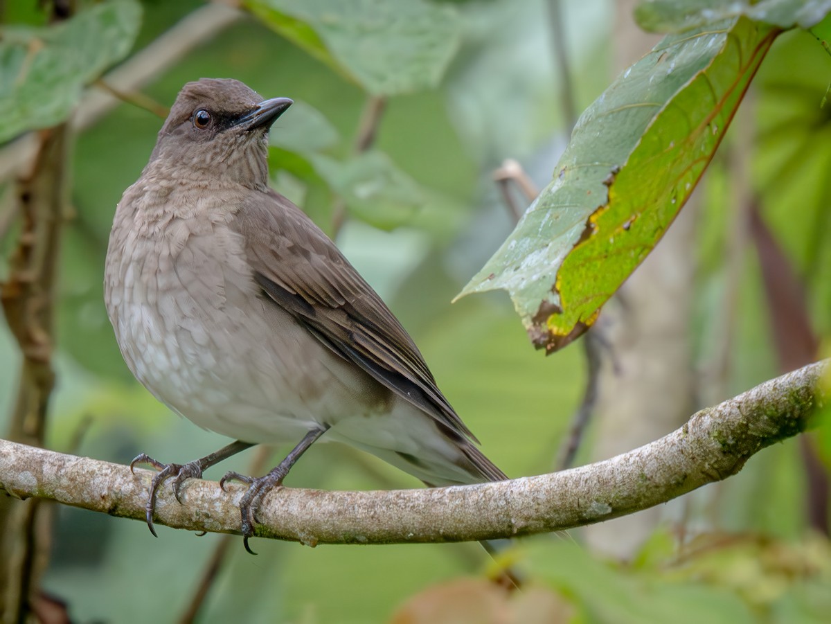 Zorzal Piquinegro - ML646658834