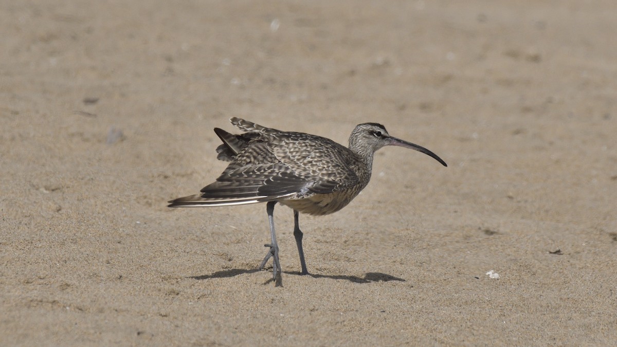Hudsonian Whimbrel - ML646658835