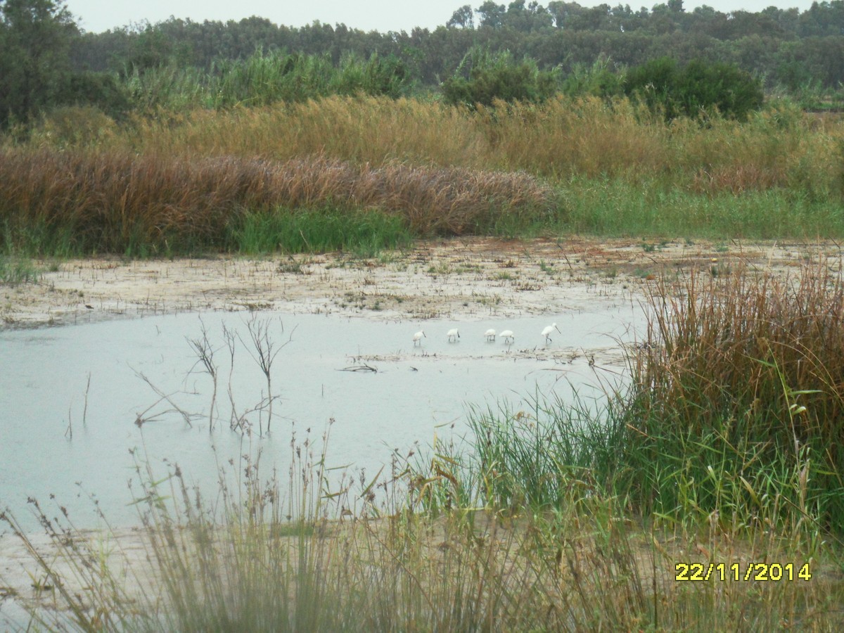 Espátula Común - ML646658836