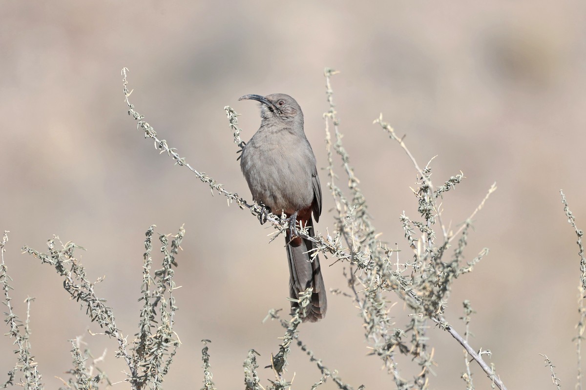 Crissal Thrasher - ML646658837